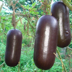 Τροπικό Αγγούρι "Cassabanana" - 5 σπόροι