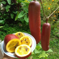 Τροπικό Αγγούρι "Cassabanana" - 5 σπόροι