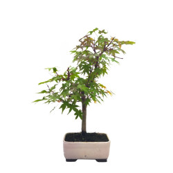 Αυθεντικό Ιαπωνικό Μπονσαι "Acer Palmatum Deshojo" 18 εκ.