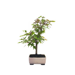 Αυθεντικό Ιαπωνικό Μπονσαι "Acer Palmatum Deshojo" 18 εκ.