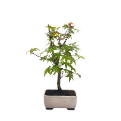 Αυθεντικό Ιαπωνικό Μπονσαι "Acer Palmatum Deshojo" 18 εκ.