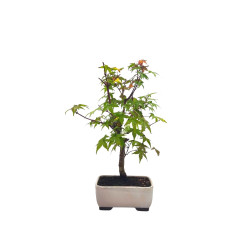 Αυθεντικό Ιαπωνικό Μπονσαι "Acer Palmatum Deshojo" 18 εκ.