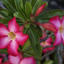 Το Ρόδο της Ερήμου (Adenium obesum) - 8 σπόροι