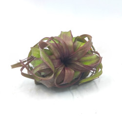 Αερόφυτο Tillandsia Eric Knobloch