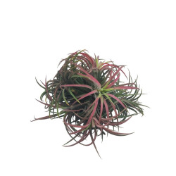Αερόφυτο Tillandsia Ionatha Clumb Κόκκινο