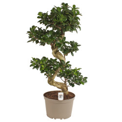 Εντυπωσιακό Μπονσάι Ficus Ginseng 