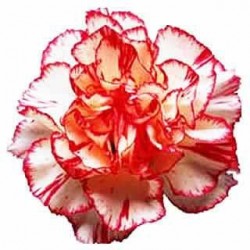 Γαρύφαλλα / Carnation Σπόροι 0,40γρ μίγμα χρωμάτων γαρυφαλλιάς!