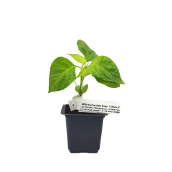Carolina Reaper - Έτοιμο φυτό 10-15 εκ.