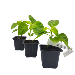 Carolina Reaper - Έτοιμο φυτό 10-15 εκ.
