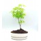Ιαπωνικό Πλάτάνι Acer Palmatum σε λευκή γλάστρα - 19cm