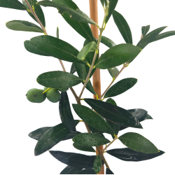 Ελιά "Pre-Bonsai" - Έτοιμο Φυτό 25εκ