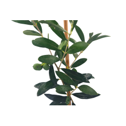 Ελιά "Pre-Bonsai" - Έτοιμο Φυτό 25εκ
