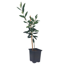 Ελιά "Pre-Bonsai" - Έτοιμο Φυτό 25εκ