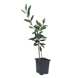 Ελιά "Pre-Bonsai" - Έτοιμο Φυτό 25εκ