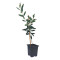 Ελιά "Pre-Bonsai" - Έτοιμο Φυτό 25εκ