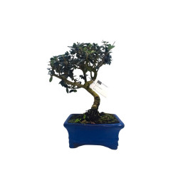 Μπονσάι Αγριελιά "Olea sylvestris" 