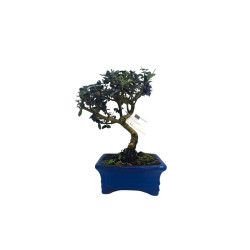 Μπονσάι Αγριελιά "Olea sylvestris" 