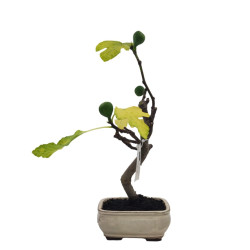 Μπονσάι Συκιά "Ficus Carica"