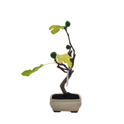 Μπονσάι Συκιά "Ficus Carica"