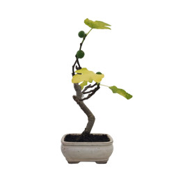 Μπονσάι Συκιά "Ficus Carica"