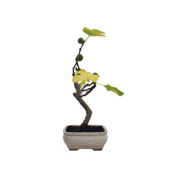 Μπονσάι Συκιά "Ficus Carica"