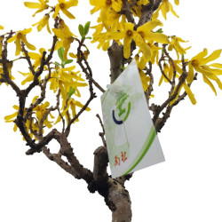 Μπονσάι Forsythia Amabilis