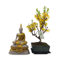 Μπονσάι Forsythia Amabilis
