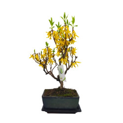 Μπονσάι Forsythia Amabilis