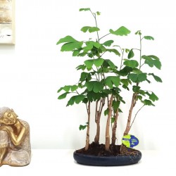 Μπονσάι Ginkgo Biloba - Σύνθεση με 5 δενδράκια!