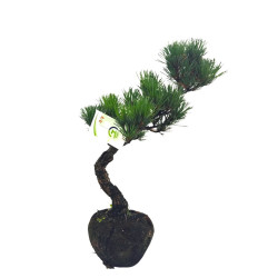 Μπονσάι Pinus Parviflora σε Rock Pot  Μπονσάι Pinus Parviflora σε Rock Pot