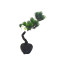 Μπονσάι Pinus Parviflora σε Rock Pot 