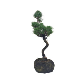Μπονσάι Pinus Parviflora σε Rock Pot  Μπονσάι Pinus Parviflora σε Rock Pot