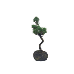 Μπονσάι Pinus Parviflora σε Rock Pot 