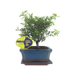 Μπονσάι "Ilex Crenata Baby" - 15 εκ