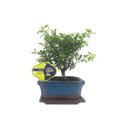Μπονσάι "Ilex Crenata Baby" - 15 εκ