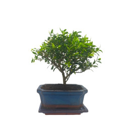 Μπονσάι "Ilex Crenata Baby" - 15 εκ
