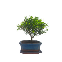 Μπονσάι "Ilex Crenata Baby" - 15 εκ