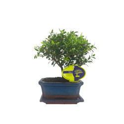 Μπονσάι "Ilex Crenata Baby" - 15 εκ