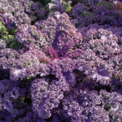 Kale / Κέιλ Λαχανίδα Μώβ -1g σπόροι