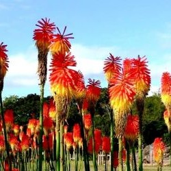 Tritoma "Red Hot Poker"  (Λυχναράκι της Αφρικής) 0,3g σπόροι