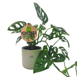 Σύνθεση Monstera με κασπώ!