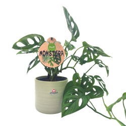 Σύνθεση Monstera με κασπώ!