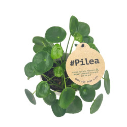 Σύνθεση Pilea peperomioides με κασπώ Grey Stone