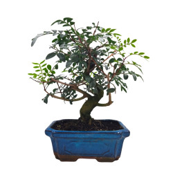 Μαστιχόδεντρο Μπονσάι (Pistacia lentiscus) 