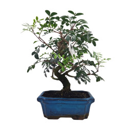 Μαστιχόδεντρο Μπονσάι (Pistacia lentiscus) 