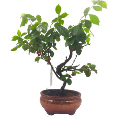 Μπονσάι Prunus Tomentosa
