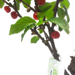 Μπονσάι Prunus Tomentosa