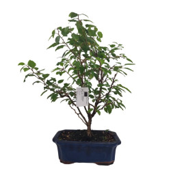 Μπονσάι Κερασιά - Prunus Tomentosa