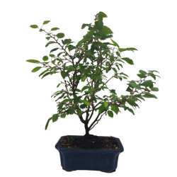 Μπονσάι Κερασιά - Prunus Tomentosa