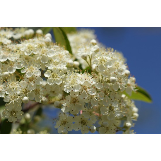 Πυράκανθος (Pyracantha angustifolia) - 80 σπόροι